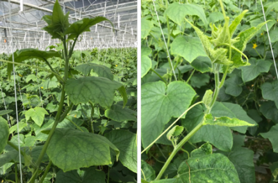 Links: kop weer sterk. Rechts: Mycos koppen.