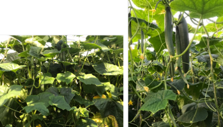 Links: te vol gewas. Rechts: goede belasting rank op open gewastype