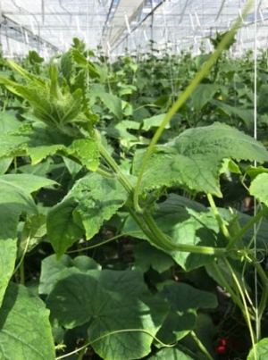 Sterke koppen door te weinig plantbelasting