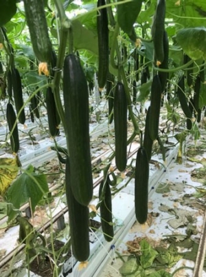 Foto: Let op stapelen van vruchten.