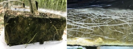 Links: Geen wortels vanuit de pot door Pythium. Rechts: Goede wortelontwikkeling in de mat.