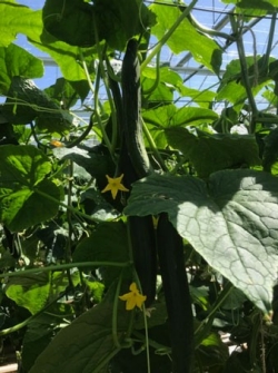 Sterke balans op de rank ondanks meer dan 20 stam vruchten.