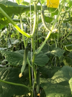 De vruchtaanleg hogedraad is nog sterk.