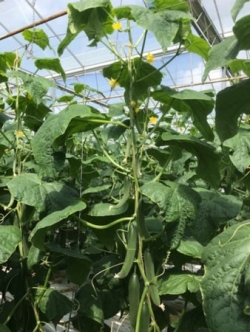 De vruchtaanleg is nog steeds sterk.