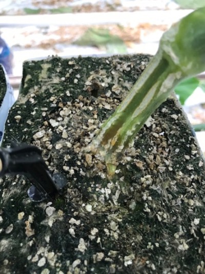 Foto: Pythium aantasting op de wortelhals.