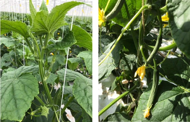 Links: sterke /grove koppen. Rechts:jonge plant met goede vruchtaanleg.