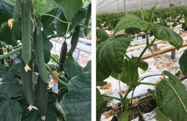 Links: goede opvolging onderin door veel buisvraag. Rechts: jonge plant met goede vruchtaanleg