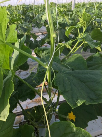 Foto: blad met vrucht weg bij de hogedraad