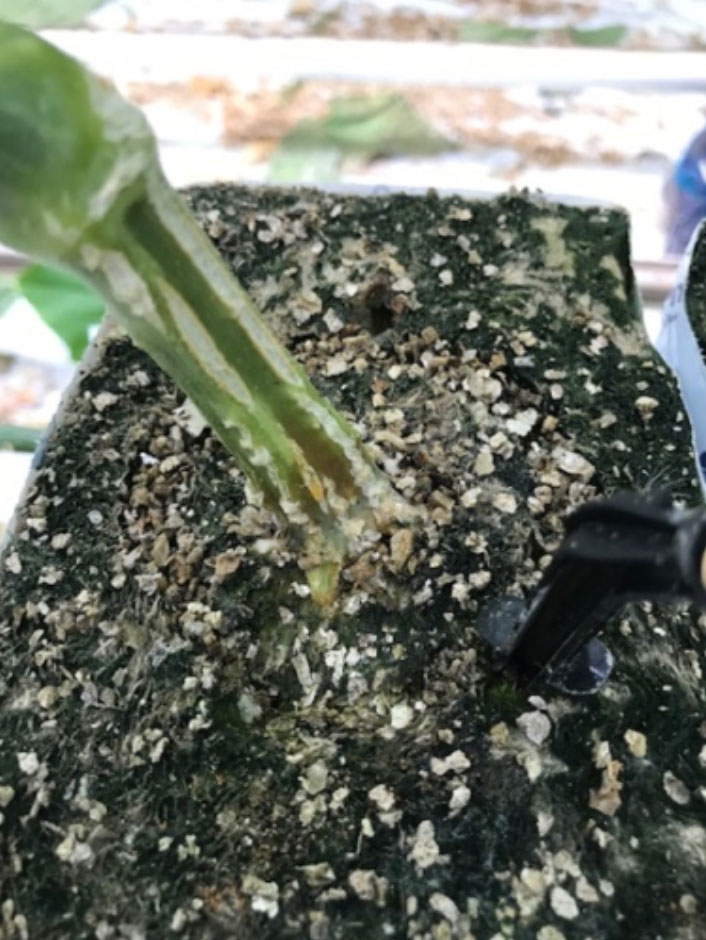 Pythium aantasting op de wortelhals