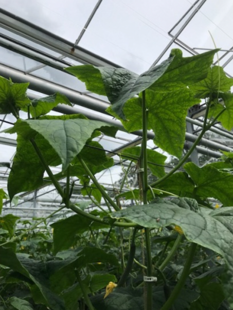 Sterke /grove scheuten