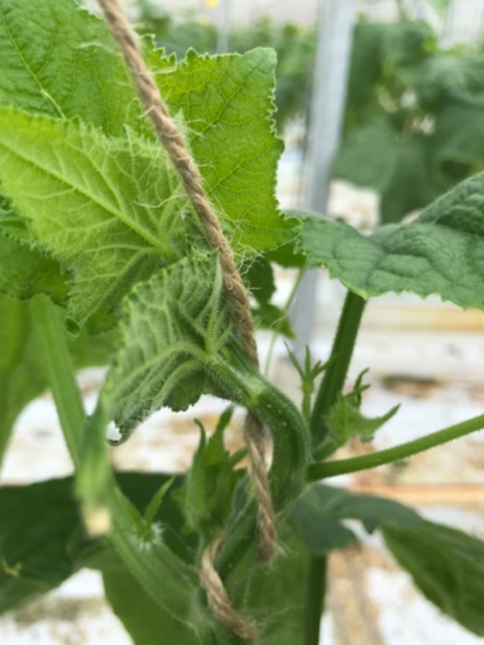 Aangeprikte kop door wantsen