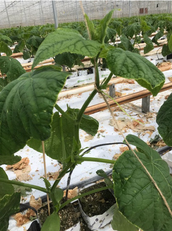 Jonge plant met goede vruchtaanleg