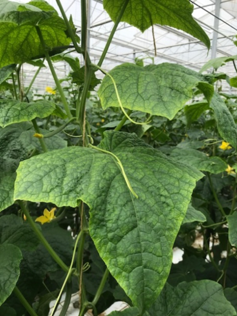 Foto: Iets chlorose op stamblad