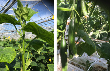 Foto links: Sterke koppen ondanks aanvang oogst. Foto rechts: Goede opvolging op de stam.