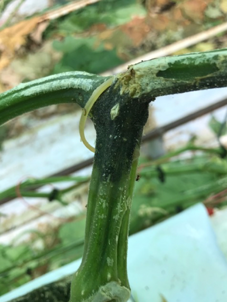 Mycosphaerella met actieve sporendruk
