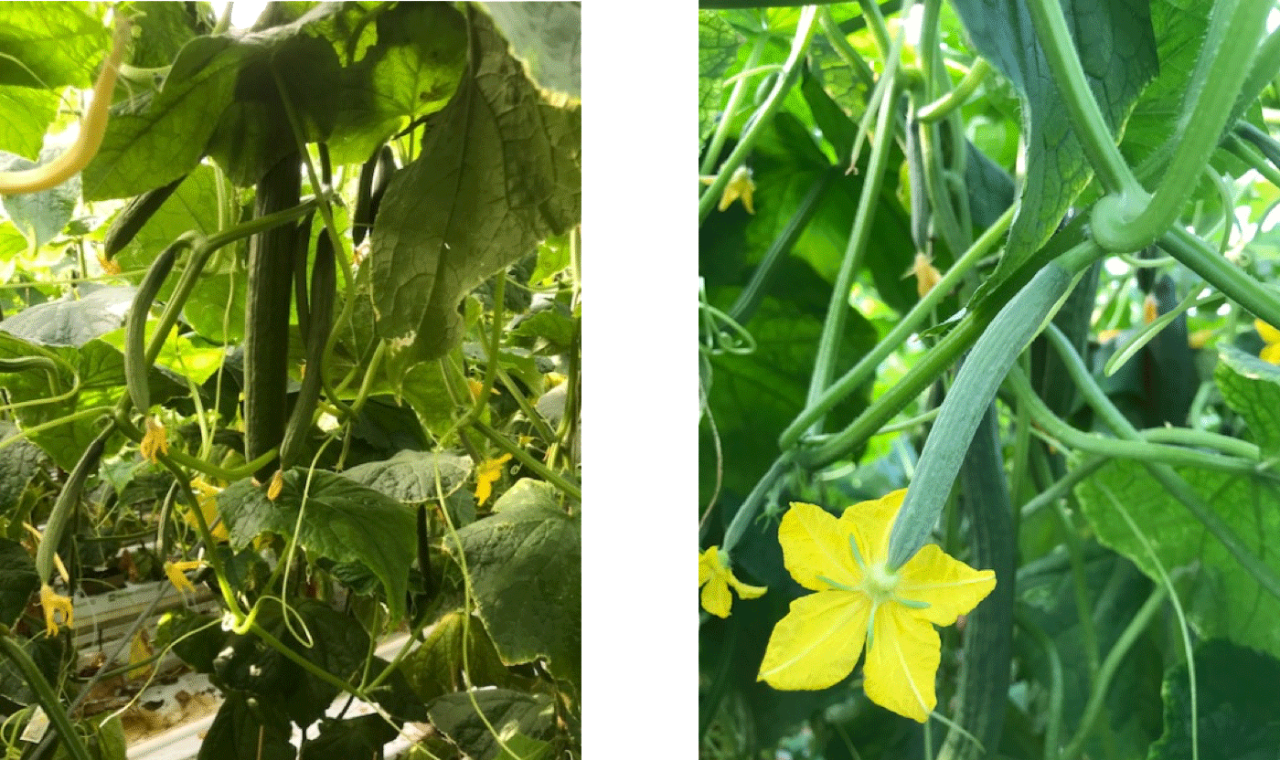 Foto Links: veel aanleg. Foto Rechts: sterke bloem