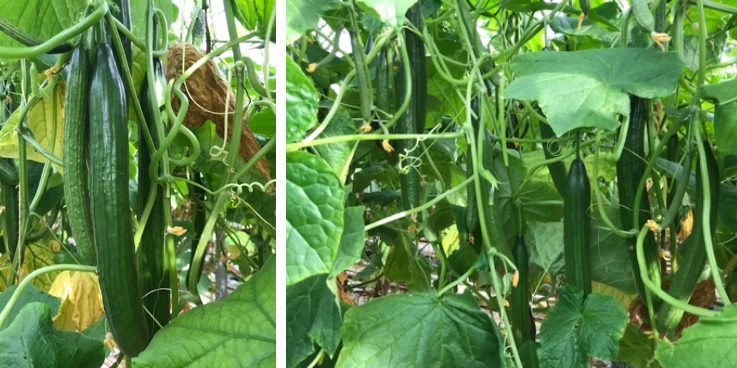 Foto: te hoge plantbelasting voor de tijd van het jaar.