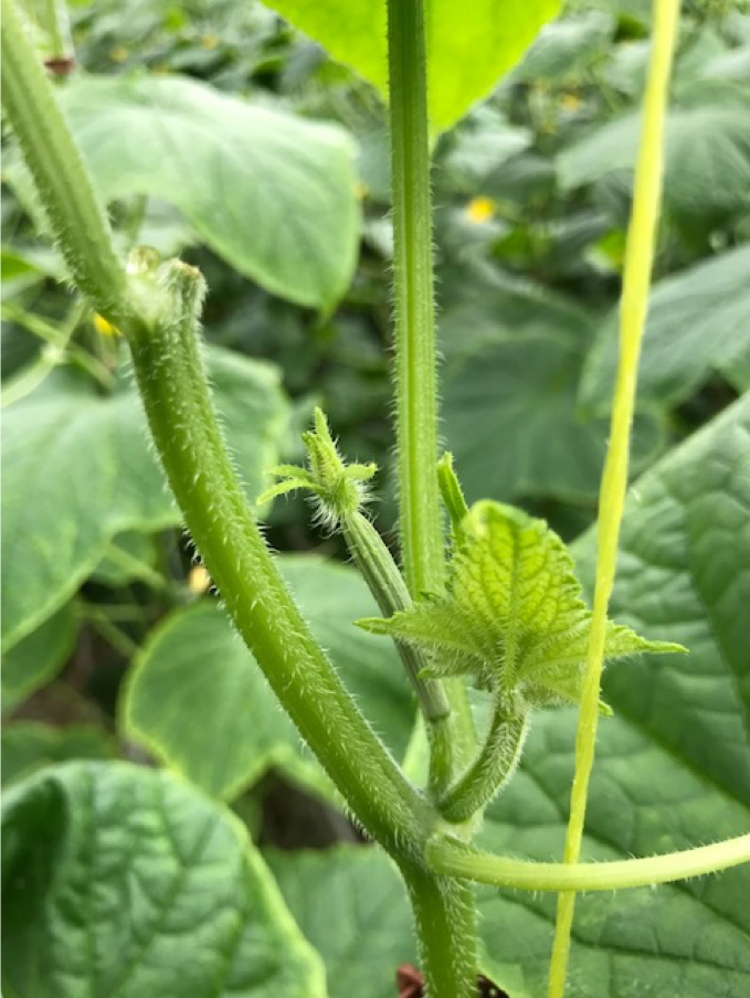 Foto: sterke bovenste scheut die er nog niet uit mag.