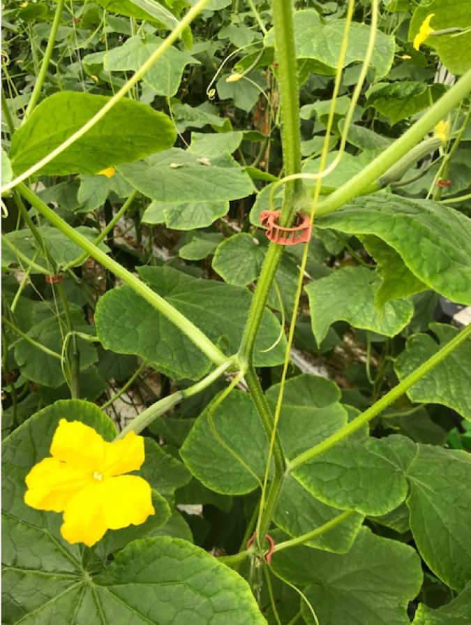Foto: sterke bloem nu de kop eruit is
