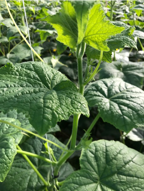 Grove kop/scheutgroei