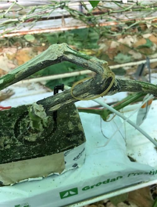 Mycosphaerella sporen gedeeltelijk opgedroogd door te bestrijden