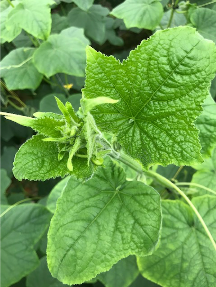 Broeirandje in de kop.