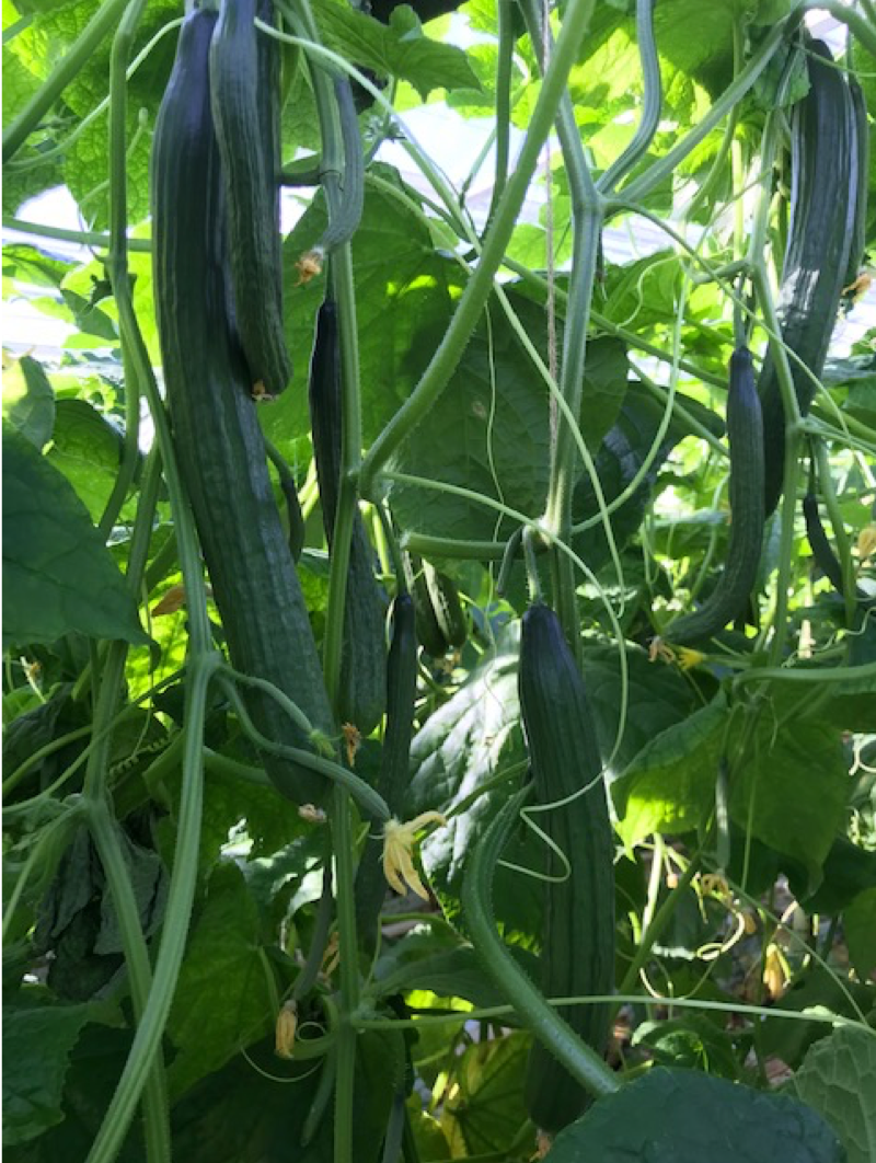 Hoge plantbelasting bij Getty.