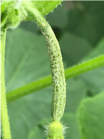 Foto: Laat dit niet gebeuren door te laat ingrijpen.