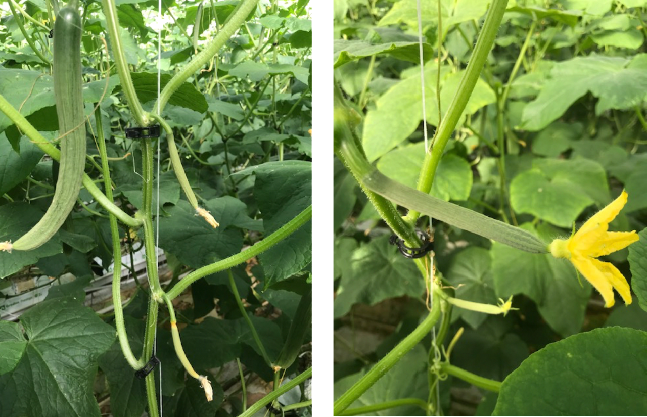 Foto; Abortie in meerdere oksels. Foto: Sterke bloem na abortie.