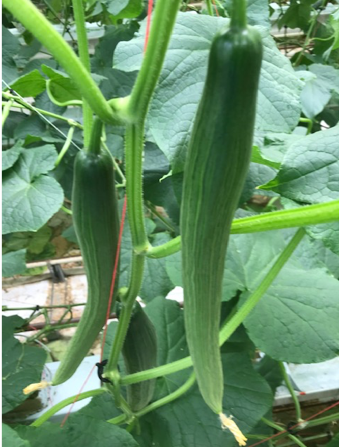 Foto: Te spitse vruchten.