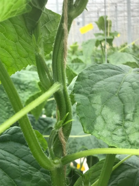 Kort indraaien i.c.m. grof kort gewas