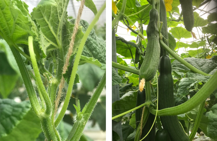 Links: Aangeprikte kop door wantsen. Rechts: Vruchtschade door wantsen.