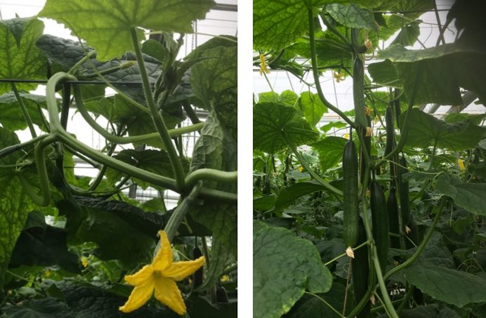 Links: Secundaire iets te vroeg. Rechts:Goede opvolging op de stam.