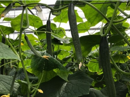 Zeer goede vruchtaanleg en opvolging.