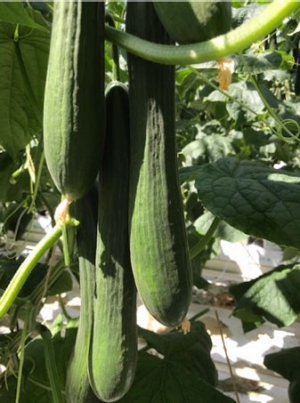 Slechte opvolging stam = afwijkende vruchtvorm