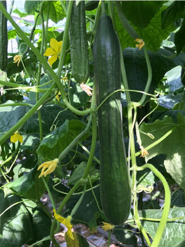 Grote aanleg rank i.c.m. uitgezakte vruchten