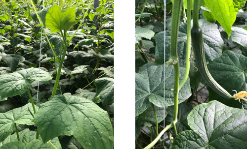 Links: kop nog sterk. Rechts: 2 oksels leeg gemaakt.