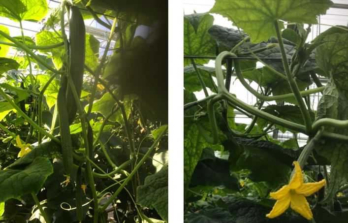 Links: Sterke aanleg op de rank Rechts: Secundaire komt snel.