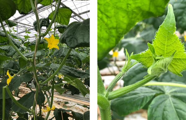 Links: Setjes van 3 naar boven. Rechts: Te groeizame scheut.