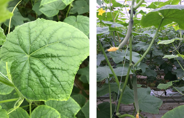 Links: Broeirandje. Rechts: Sterke vruchtaanleg.