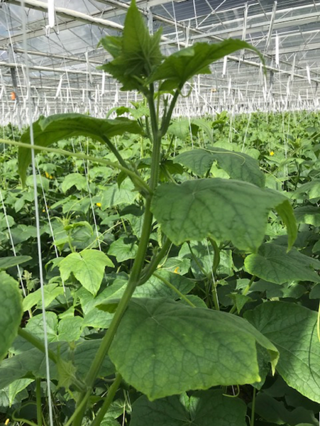 Foto: kop weer sterk.