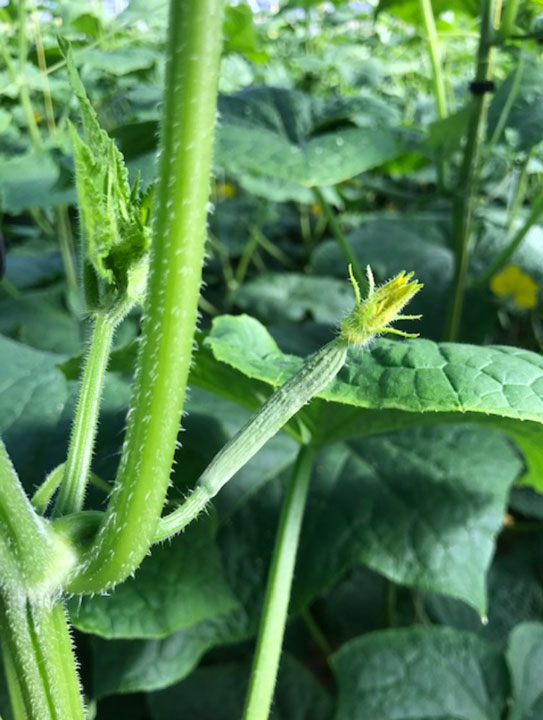 Sterke vrucht en scheut aanleg Garpo