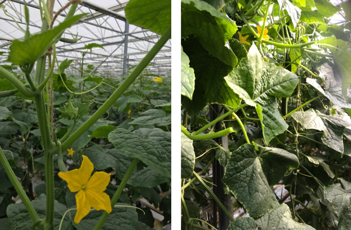 Links: Sterke generatieve scheut Rechts: Secundaire rank getopt