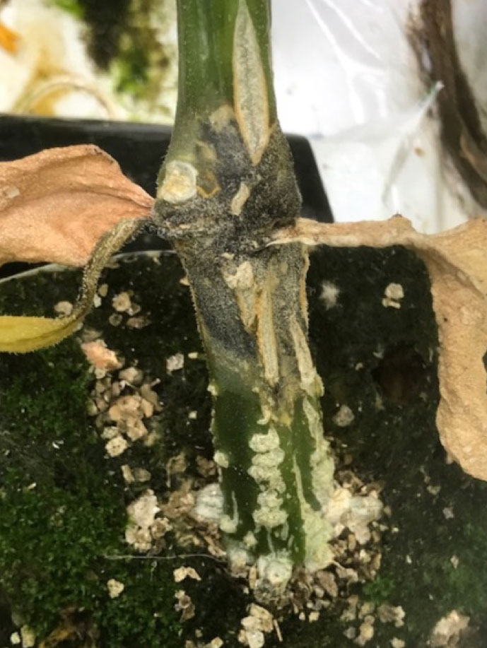 Mycos op de poten (watergift/vochtig klimaat)