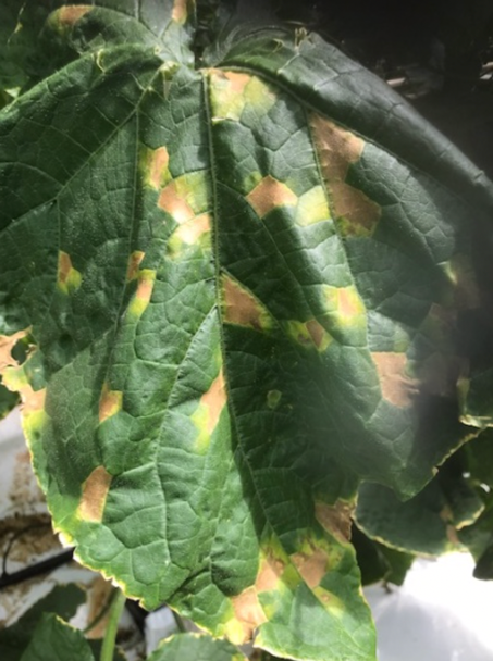 Valse Meeldauw. Geen sporen meer onderkant blad.