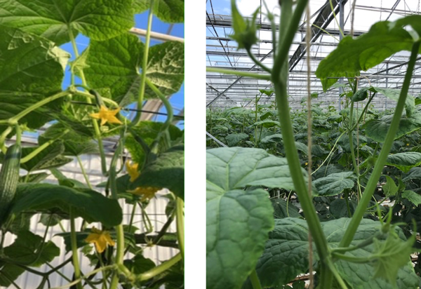 Links: Sterke rank (Getty) Rechts: Goede scheut rank.