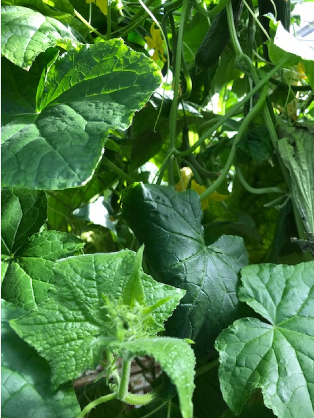 Foto: Nog sterke koppen bij Getty.
