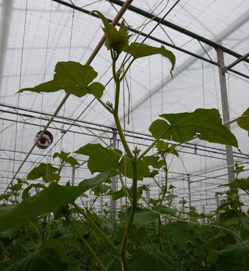 Foto; DRCE9616 sterke plant