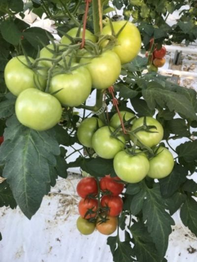 Foto: Tourance met mooie opvolging van vrucht in de tros