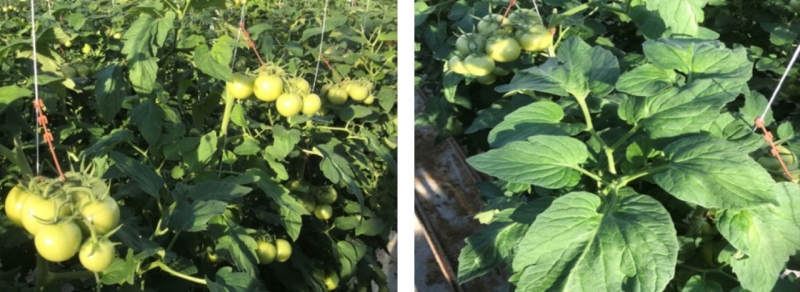 Foto Links: laatste tros al grof (7-10 okt einde zetting) Foto Rechts: bovenste bladeren zijn weer sterker